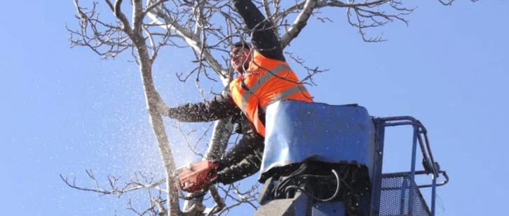 Tree Trimming Expert Regina